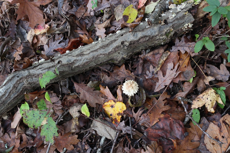 Amanita marginata image