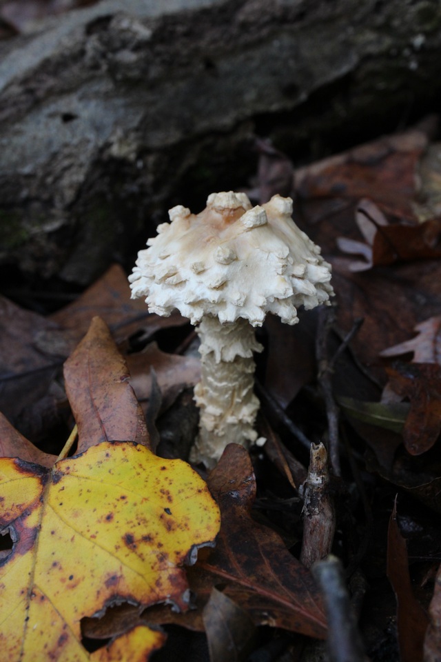 Amanita marginata image