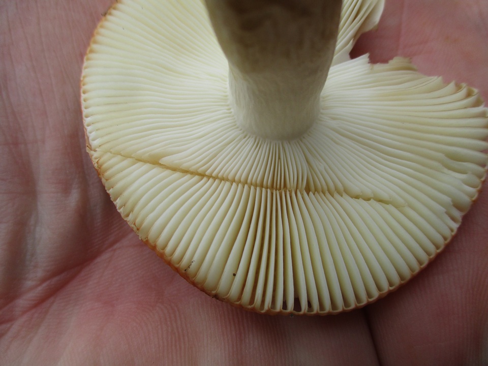 Russula xerampelina var. barlae image