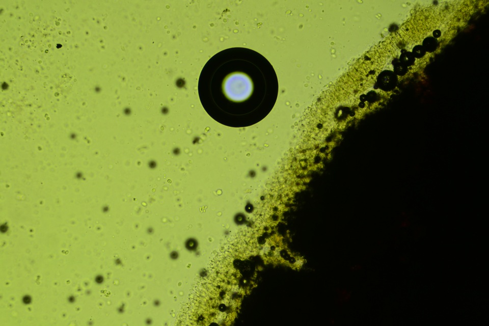 Radulomyces confluens image