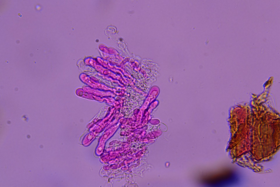 Radulomyces confluens image