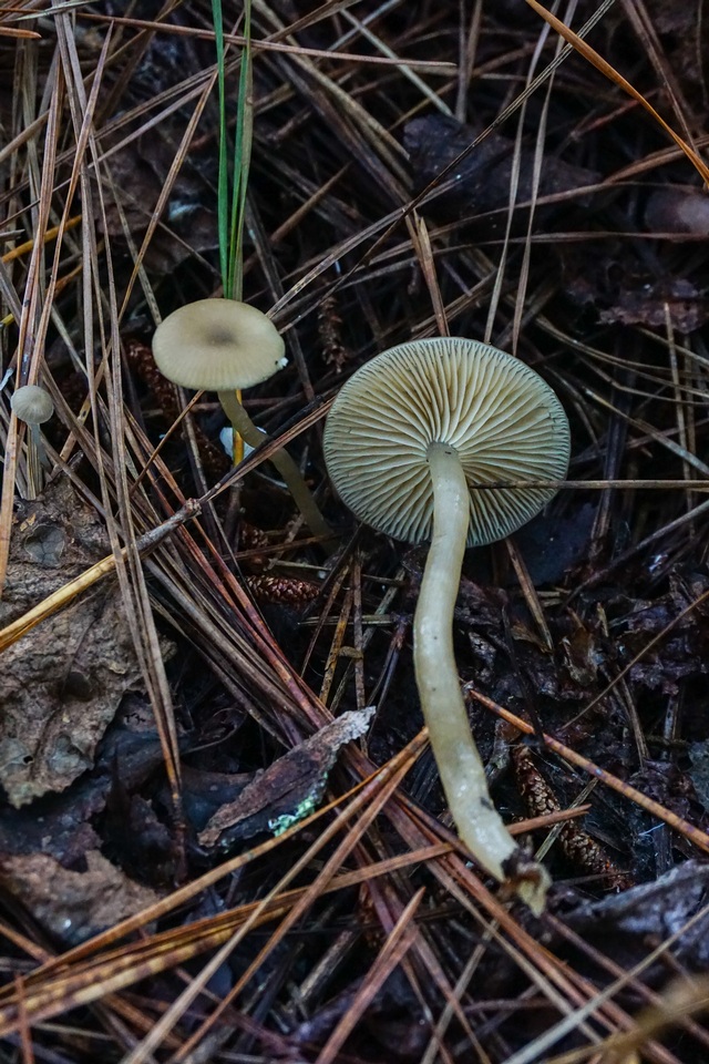 Gamundia striatula image