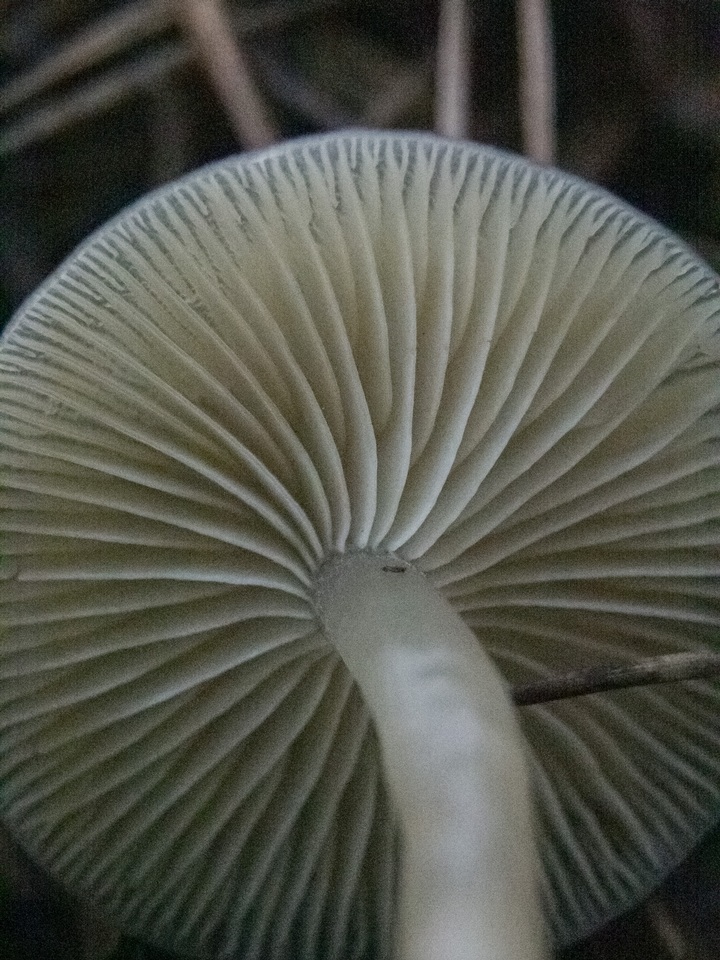 Gamundia striatula image