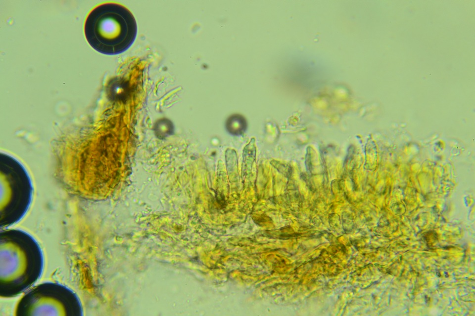 Peniophora boidinii image