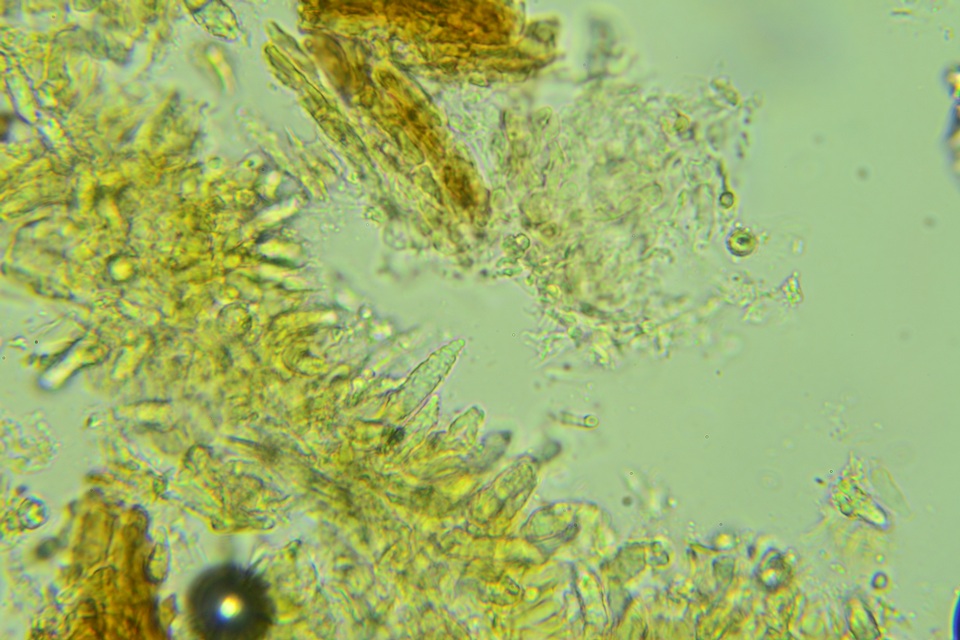 Peniophora boidinii image