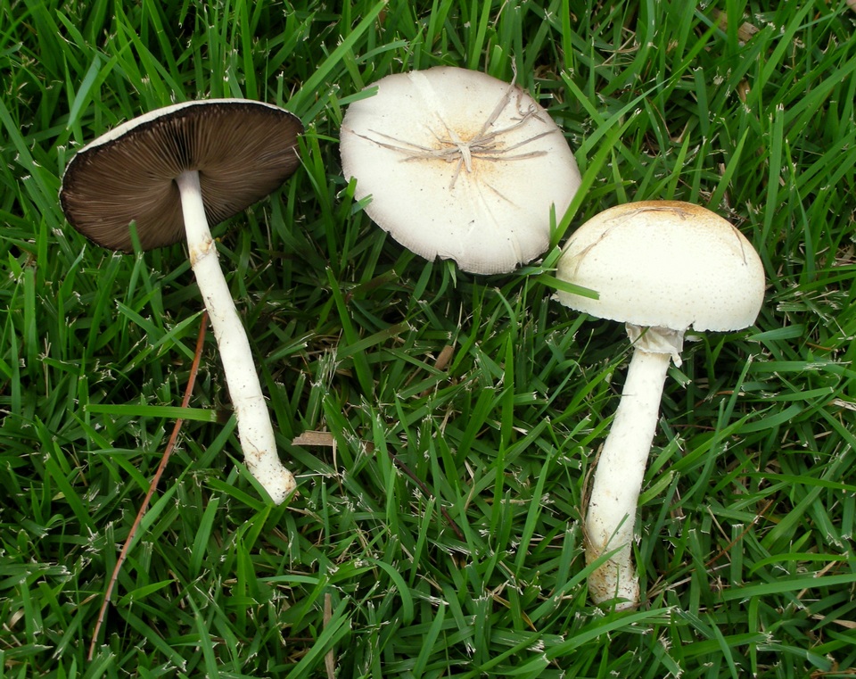 Agaricus comptuloides image