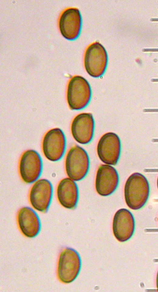 Agaricus comptuloides image