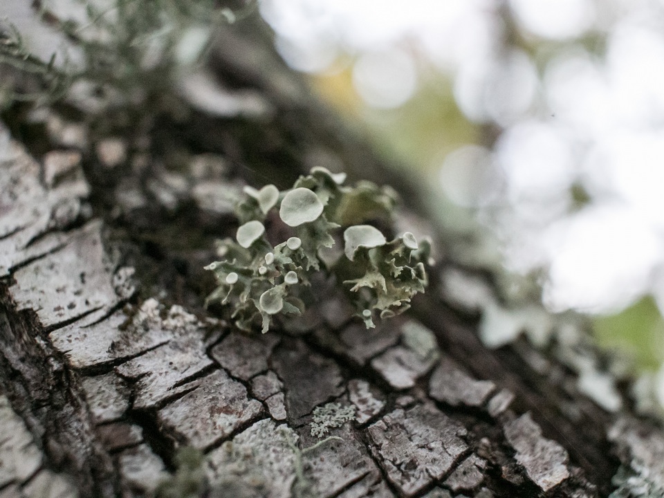 Ramalina culbersoniorum image