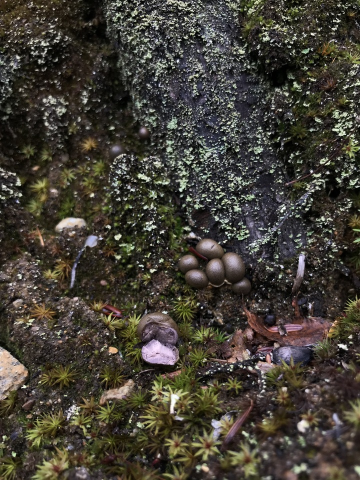 Lycogala epidendrum image
