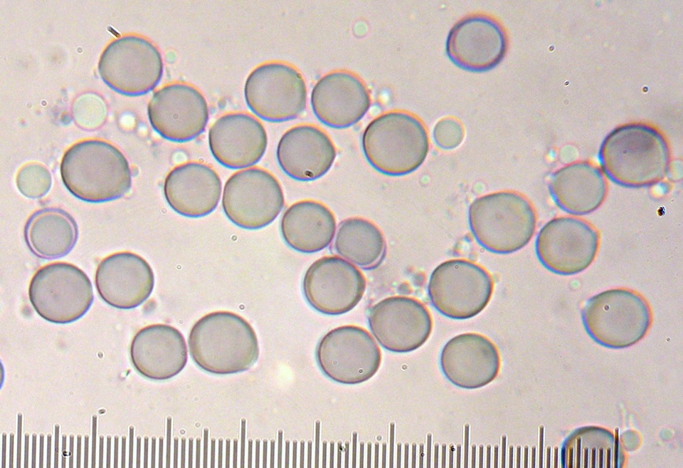 Amanita manicata image