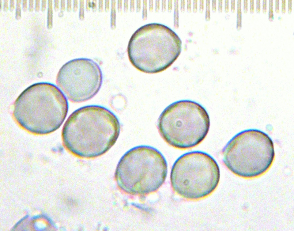 Amanita manicata image
