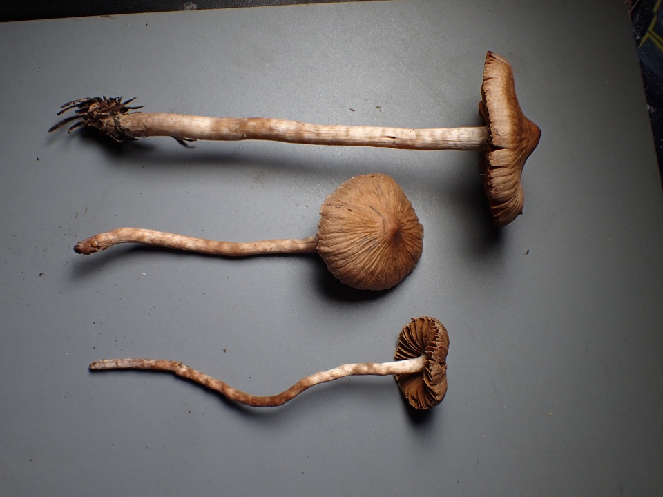 Cortinarius casimiri image