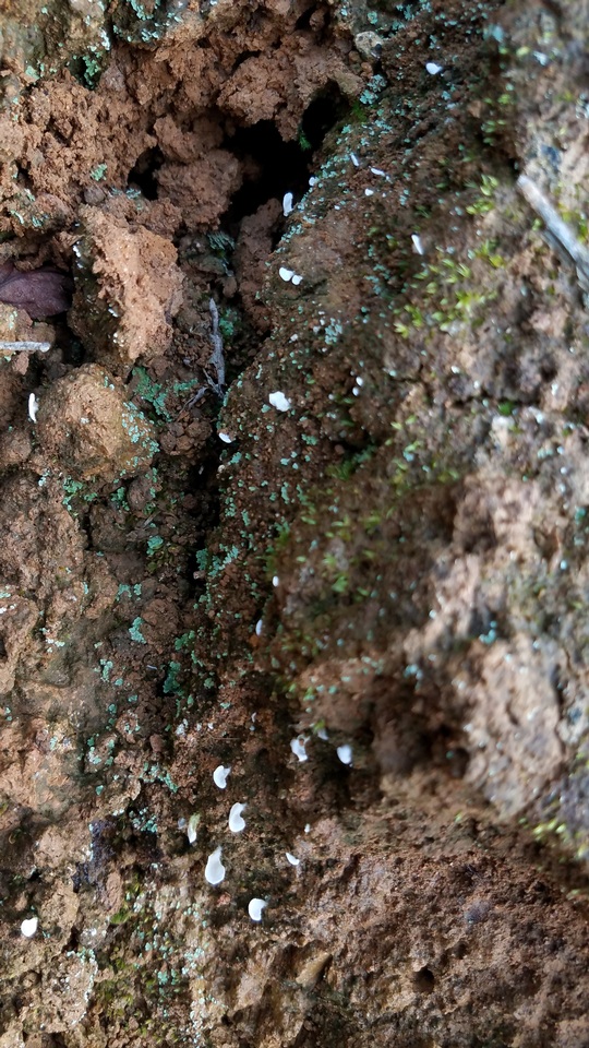 Cyphellostereum pusiolum image
