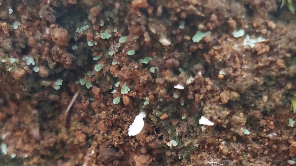 Cyphellostereum pusiolum image