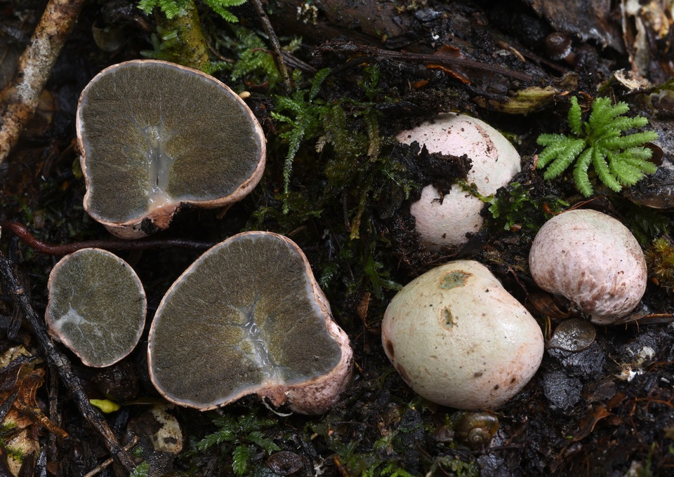 Gallacea eburnea image