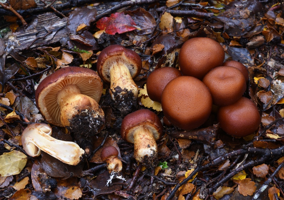 Cortinarius rubrocastaneus image