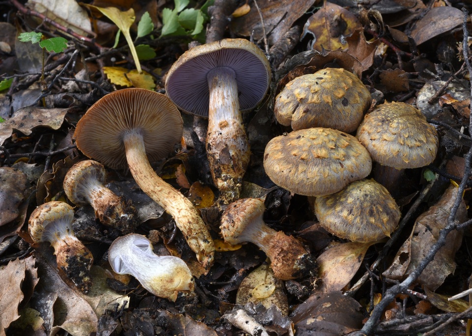 Cortinarius cupreonatus image