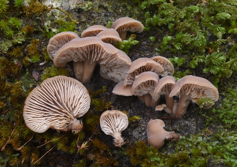 Lentinellus novae-zelandiae image
