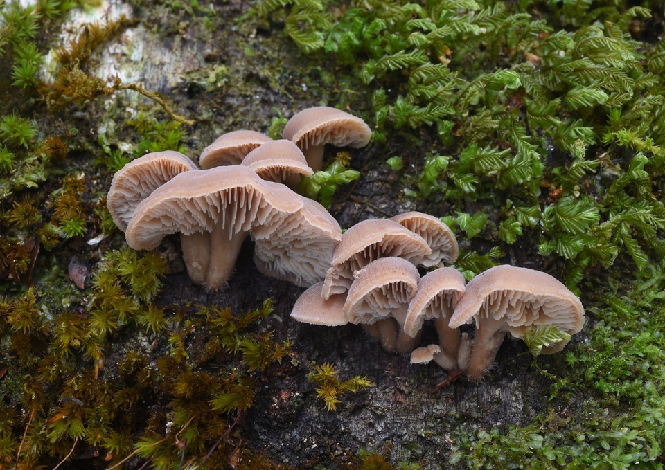 Lentinellus novae-zelandiae image