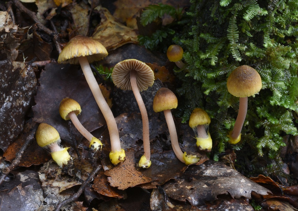 Inocybe luteobulbosa image