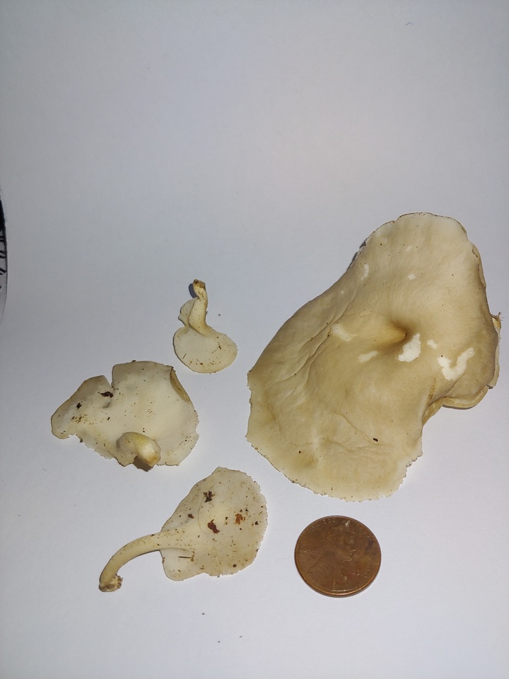 Lentinus swartzii image
