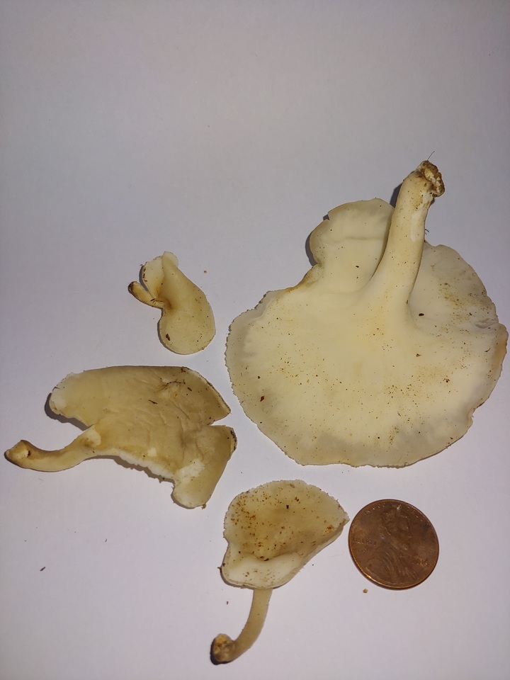 Lentinus swartzii image