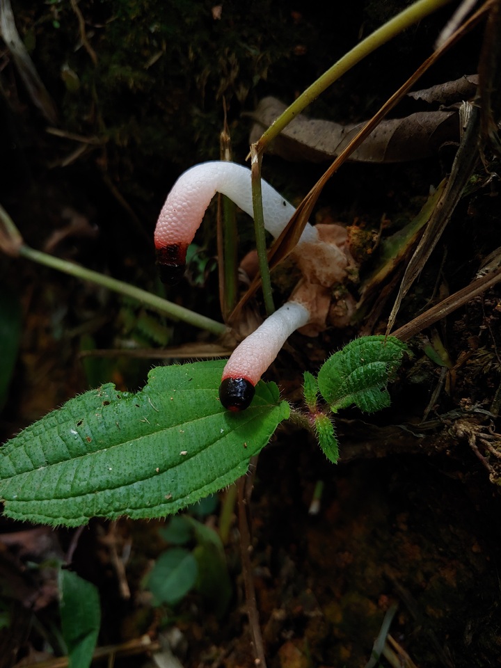 Mutinus bambusinus image