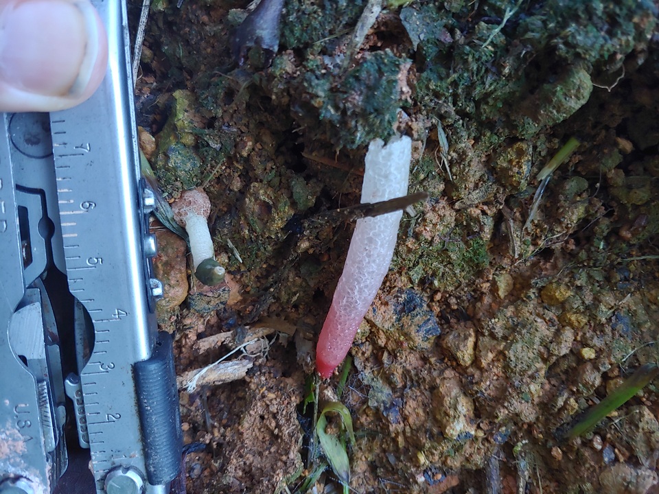 Mutinus bambusinus image