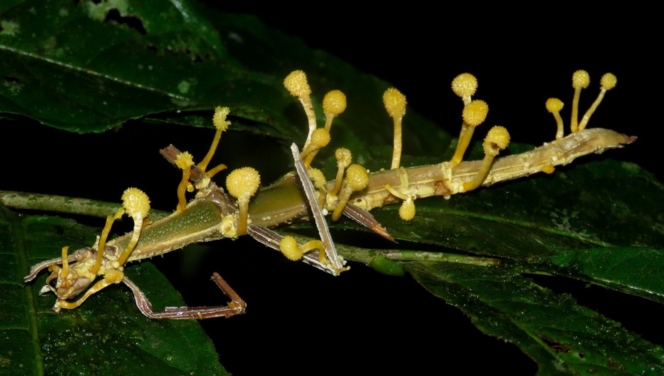 Beauveria diapheromeriphila image