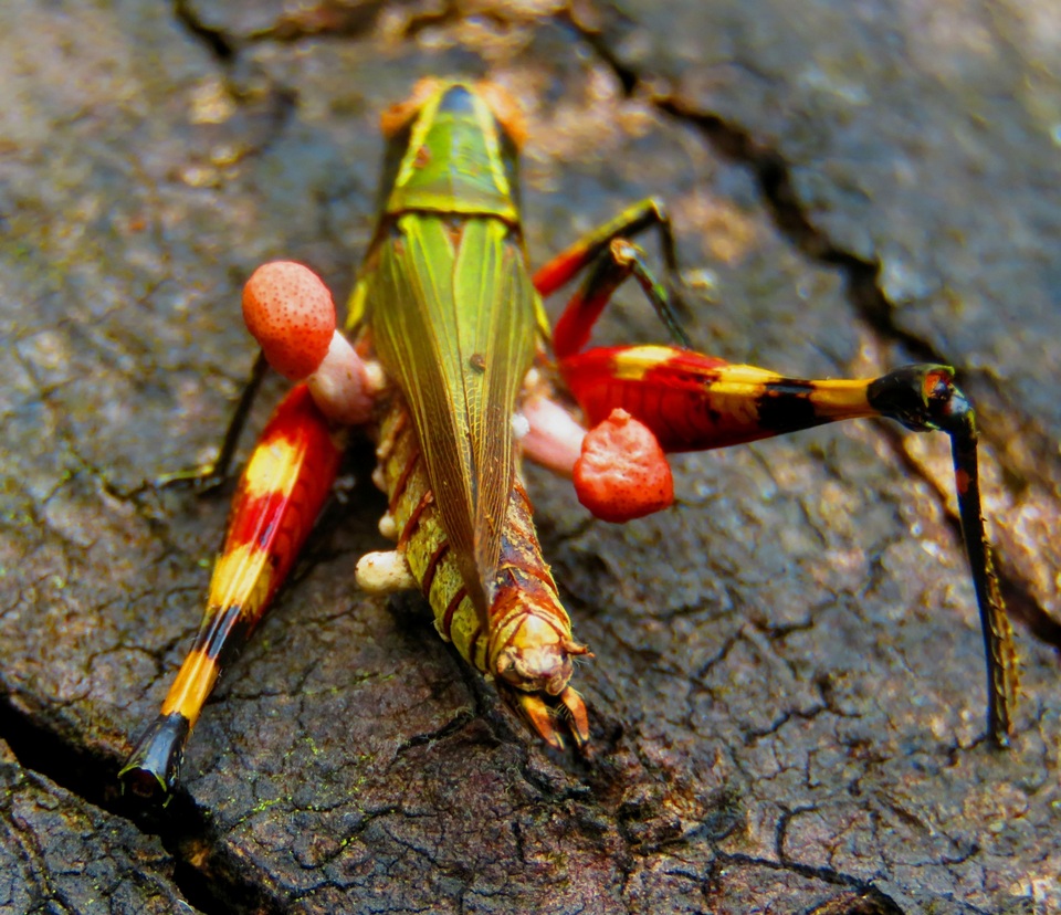 Ophiocordyceps amazonica image