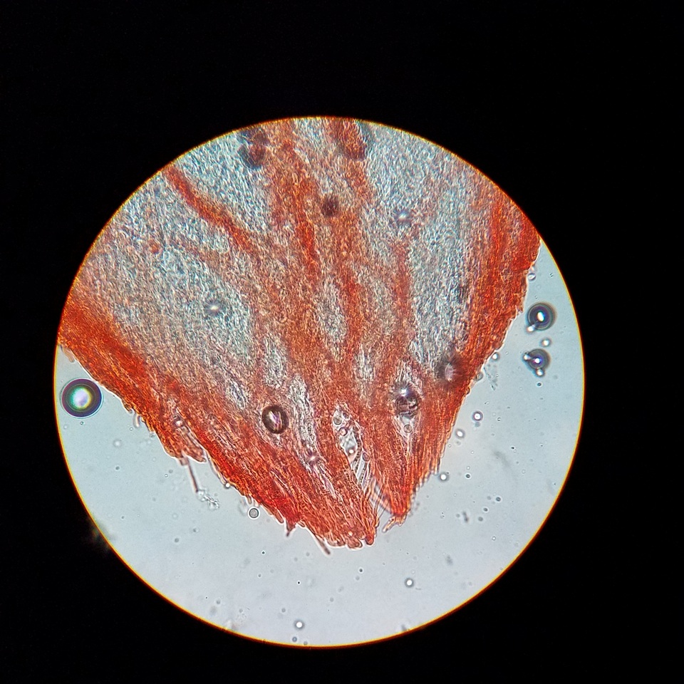 Hydnum zongolicense image