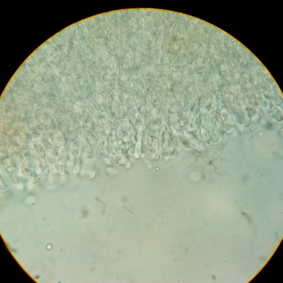 Cyphellostereum pusiolum image