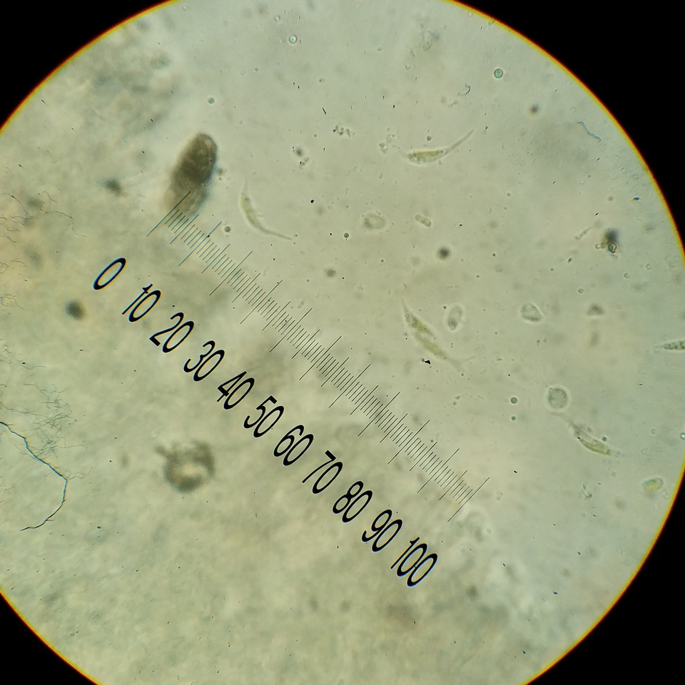 Cyphellostereum pusiolum image