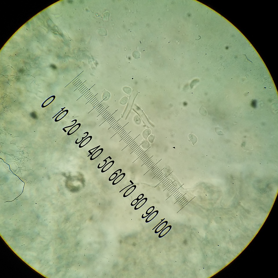 Cyphellostereum pusiolum image