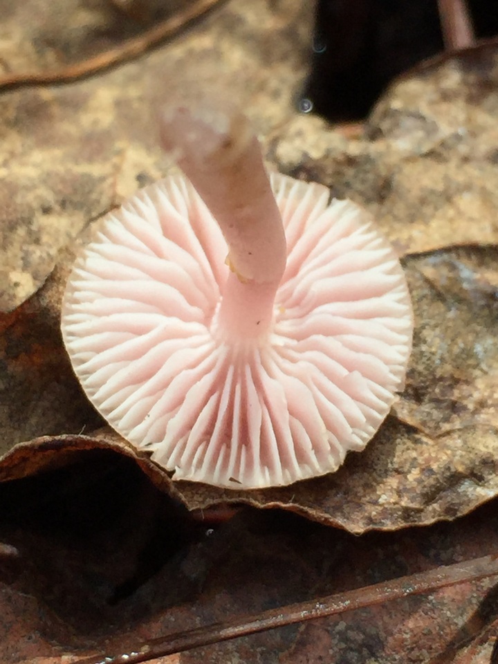 Mycena rosea image