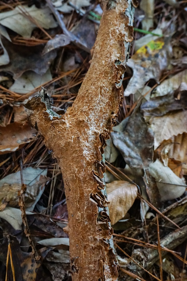 Hydnoporia tabacina image