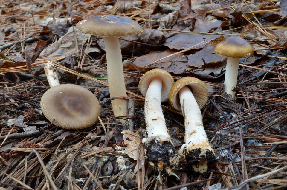Amanita dulciarii image