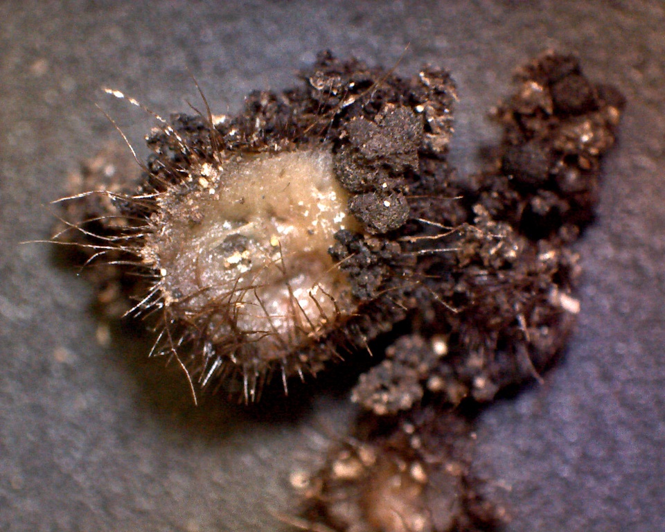 Scutellinia erinaceus image