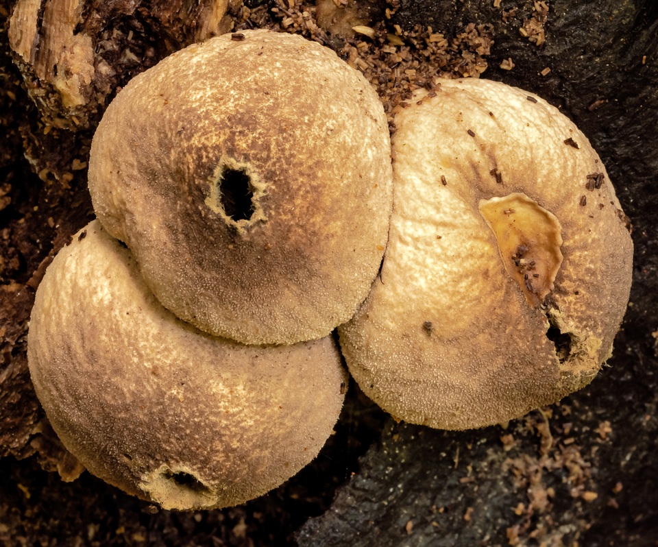 Lycoperdon subincarnatum image