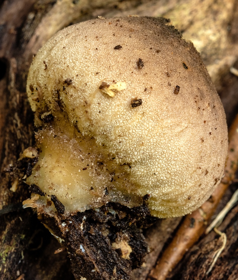 Lycoperdon subincarnatum image