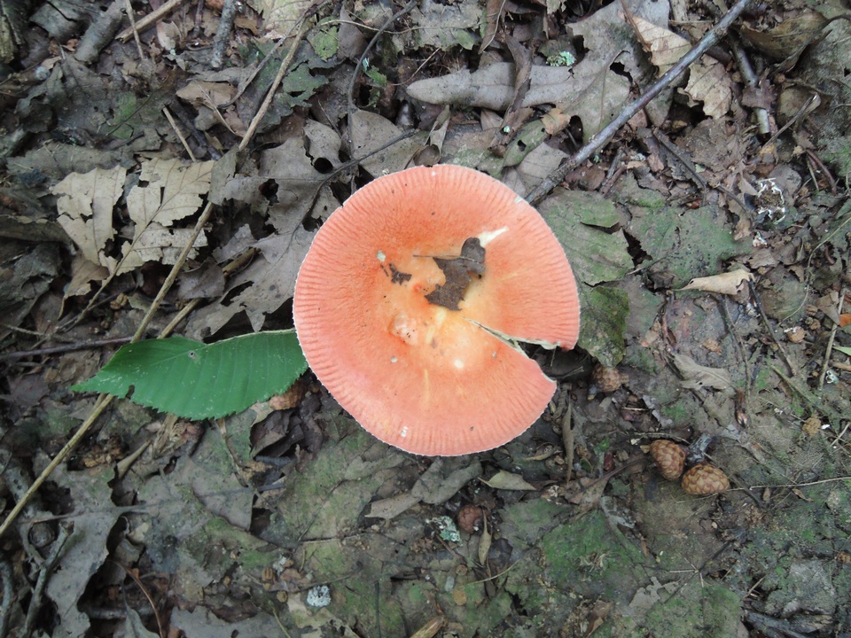 Russula rubescens image