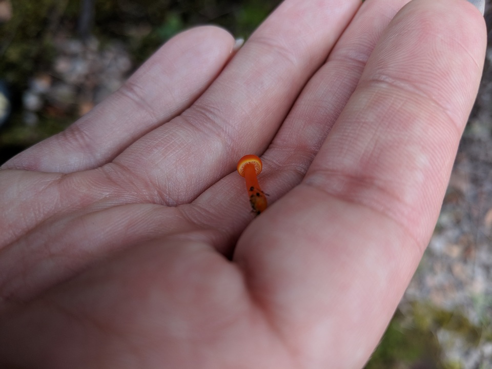 Hygrocybe lamalama image