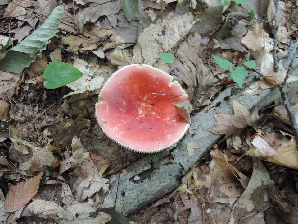 Russula rubescens image