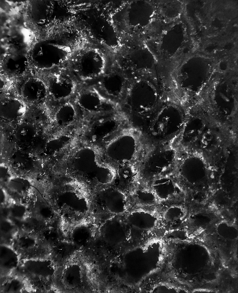 Coniferiporia sulphurascens image