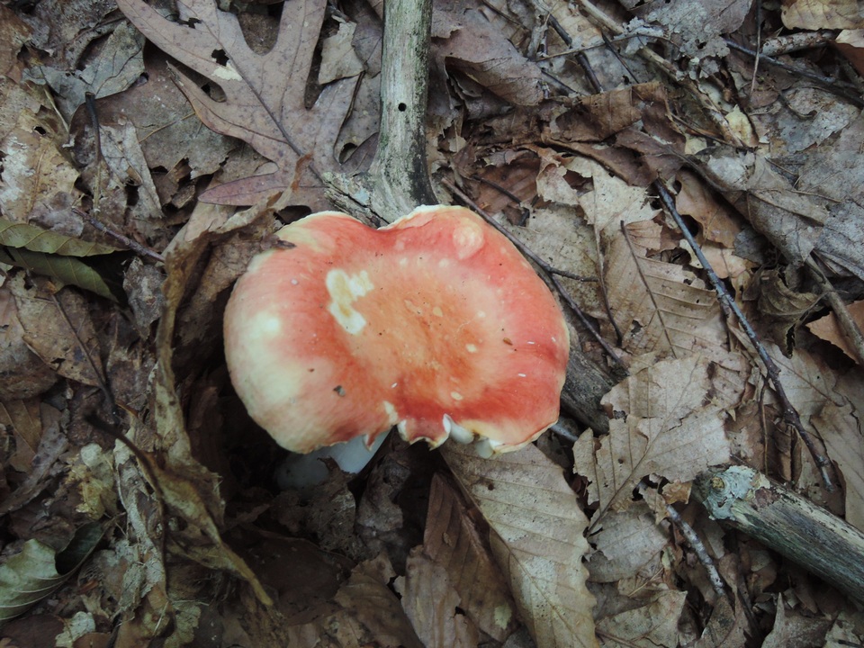 Russula veluticeps image