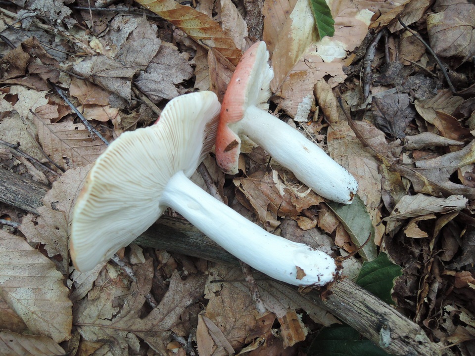 Russula veluticeps image