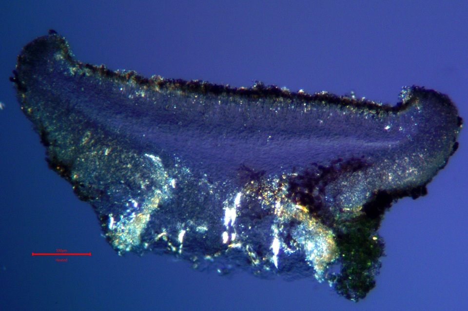 Catillaria glauconigrans image
