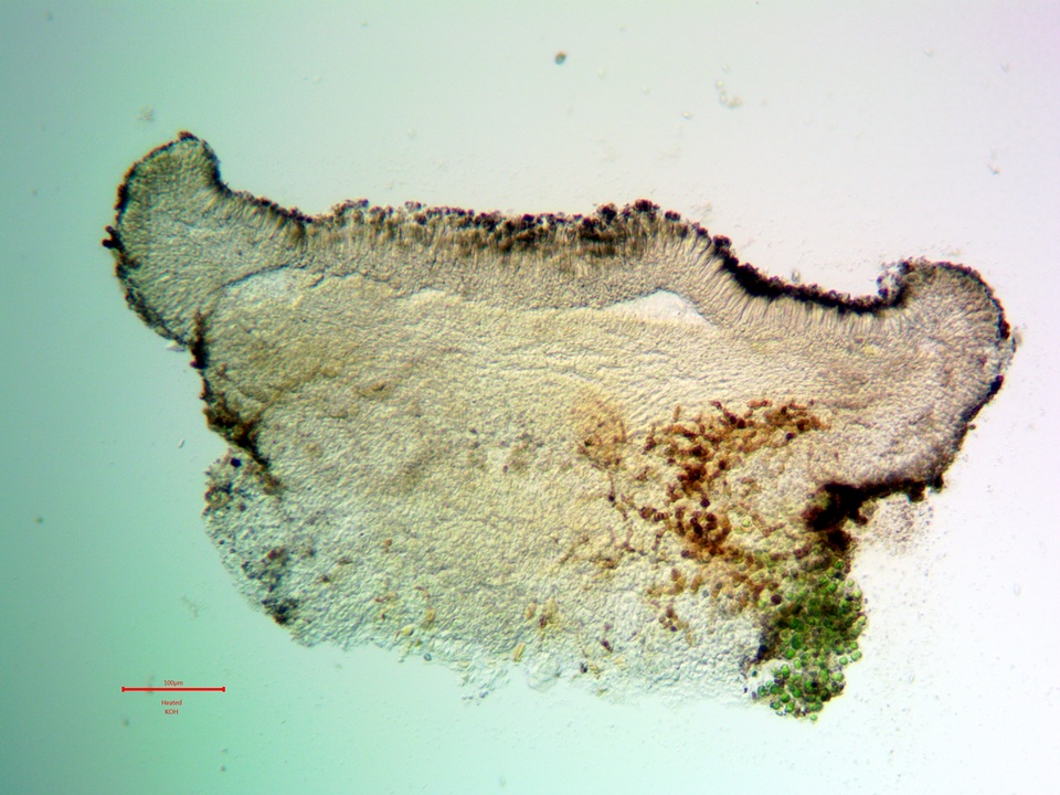 Catillaria glauconigrans image