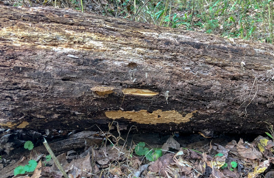 Coriolopsis byrsina image