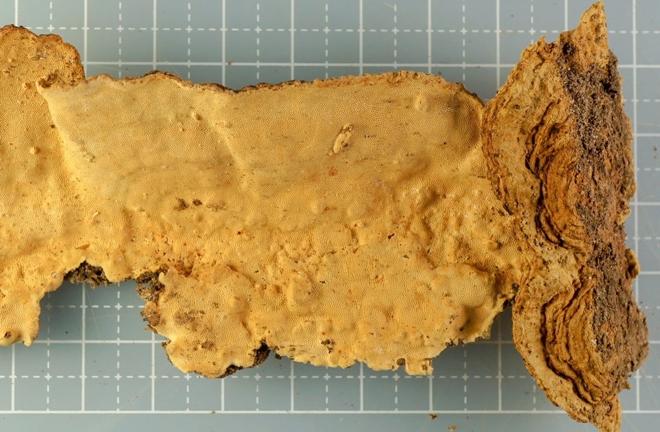 Coriolopsis byrsina image